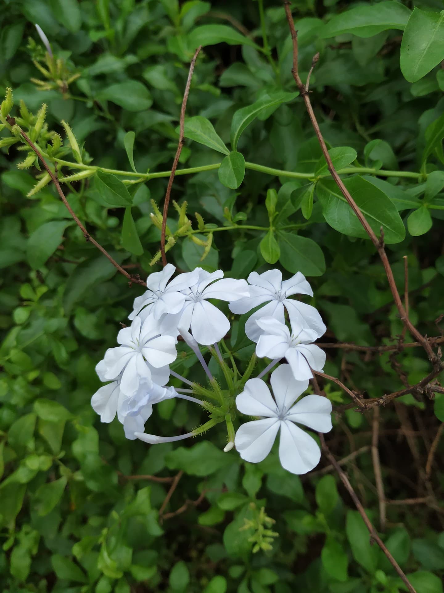 Mi a2 Photography