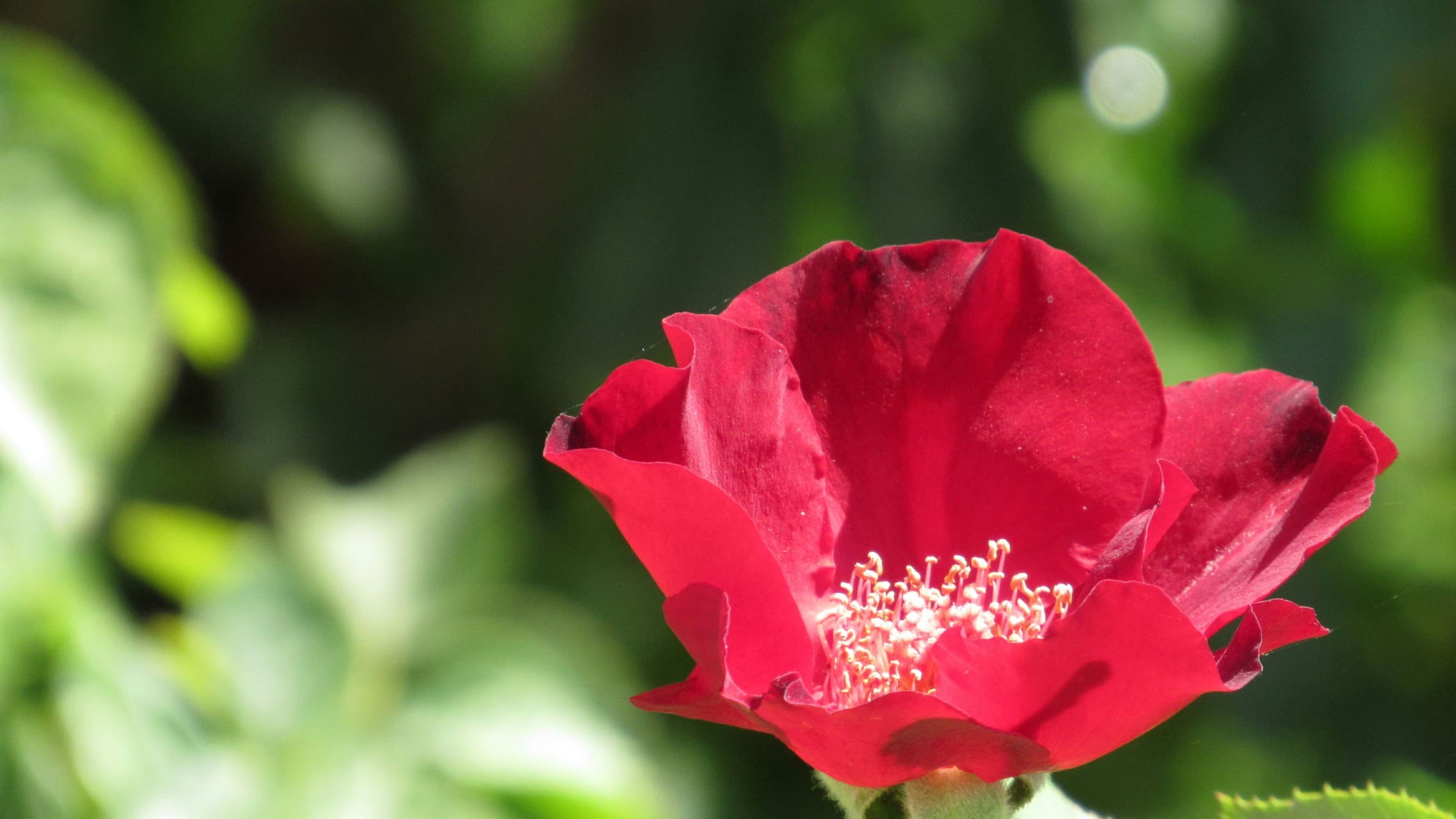 rose
