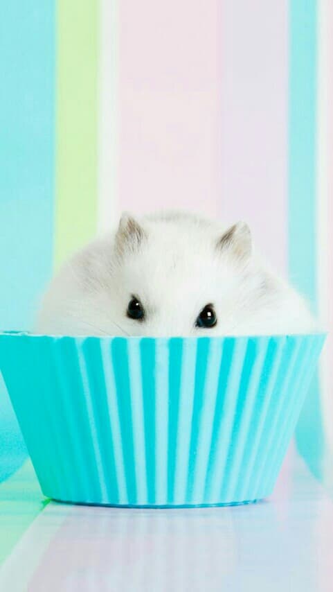 Hamster