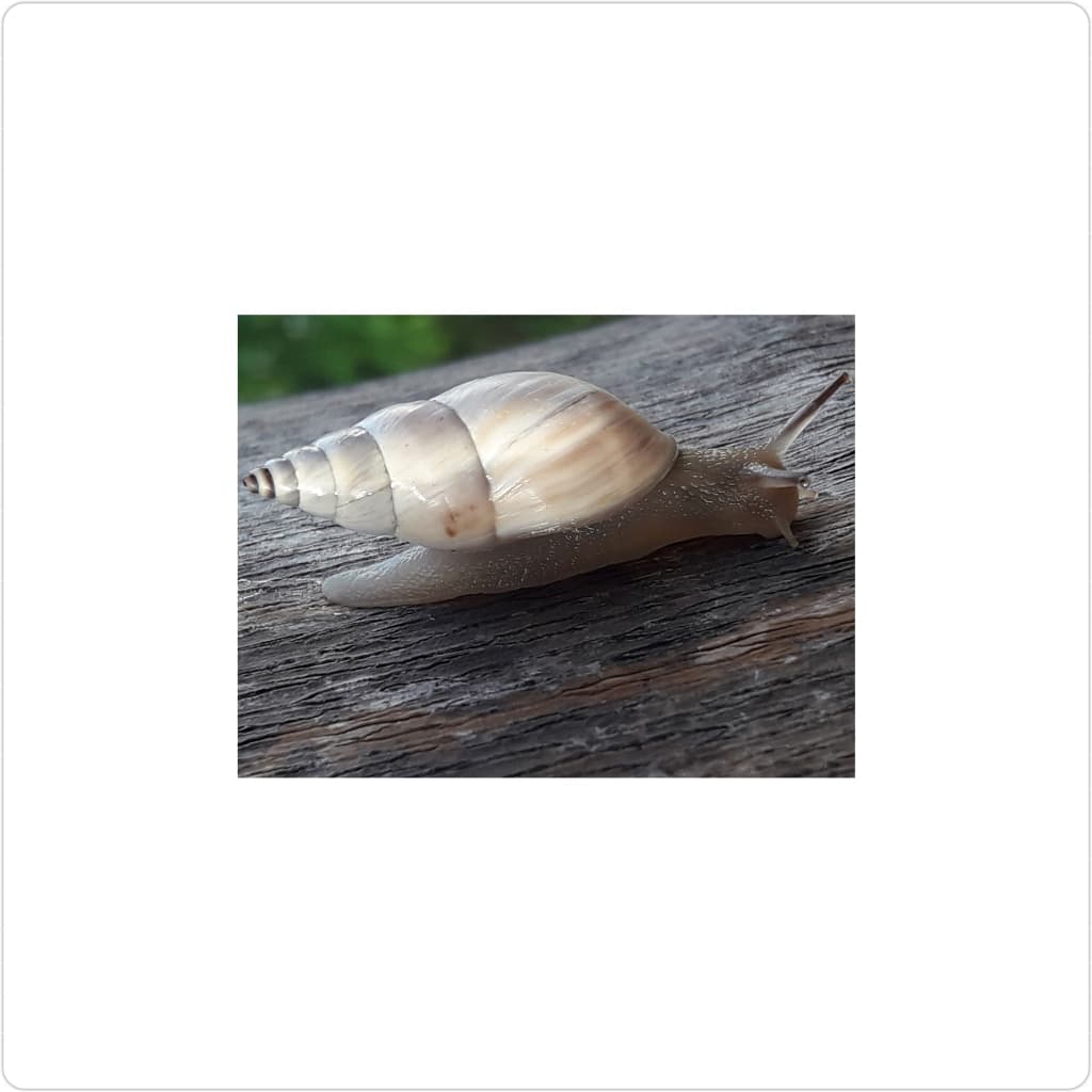 caracola