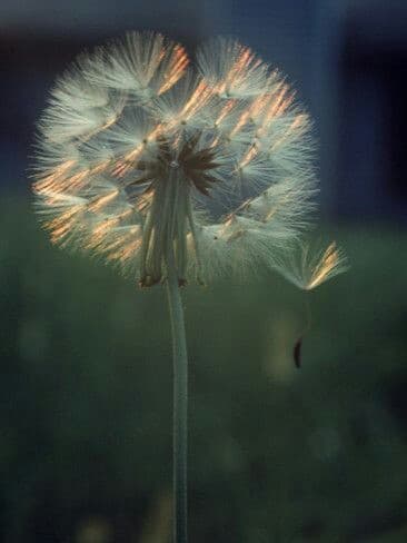 ✨