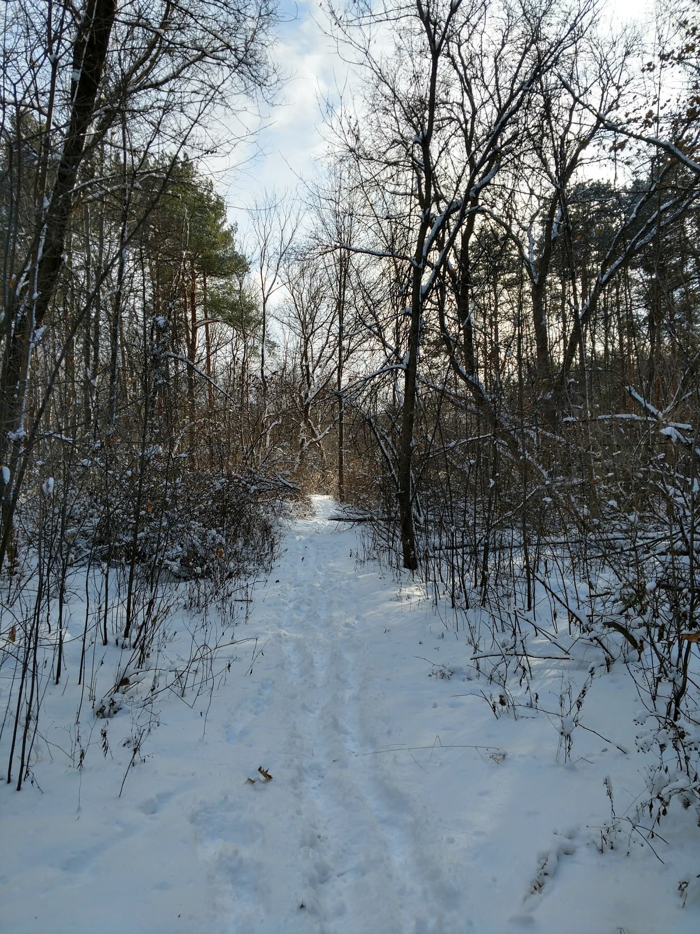 Snow Covered Path in Winter