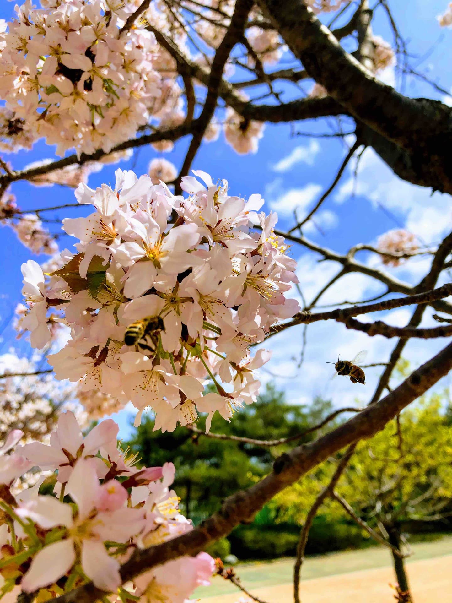 Cherry blossoms with bee