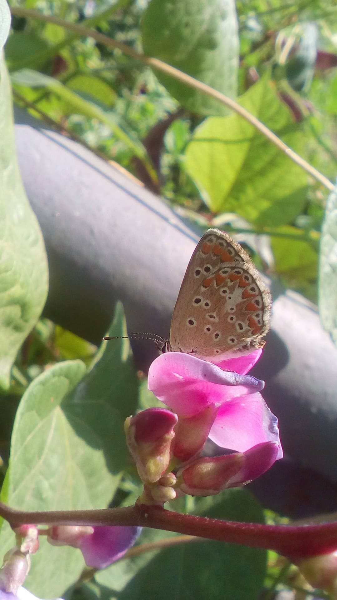 butterfly