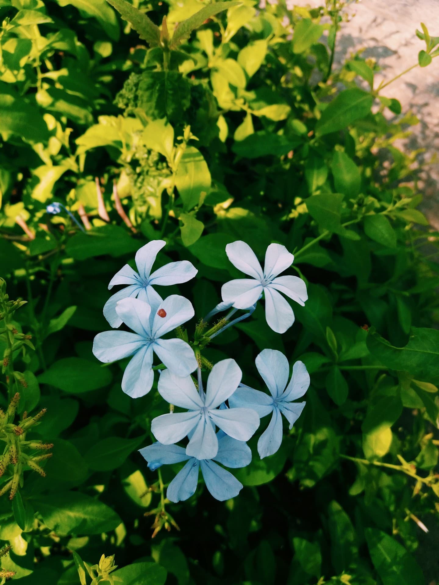 nature