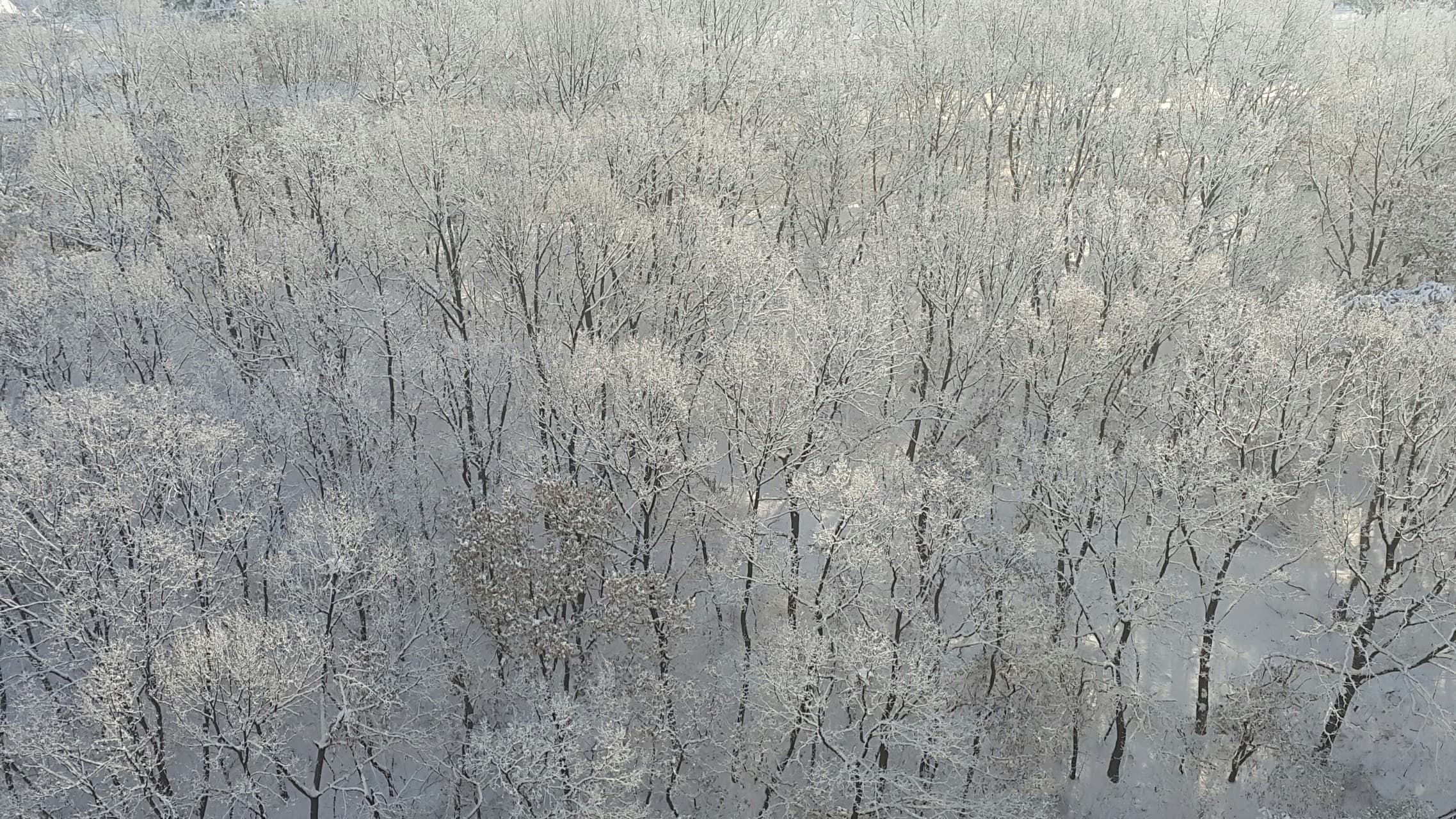 겨울