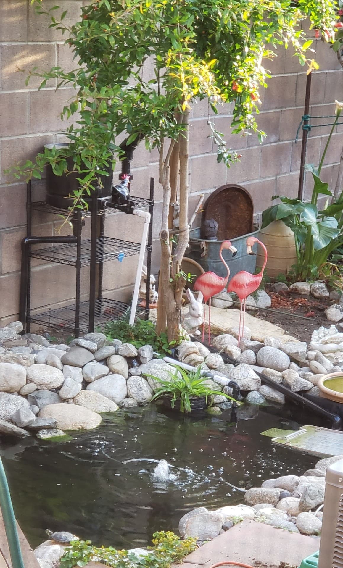 Pond Love