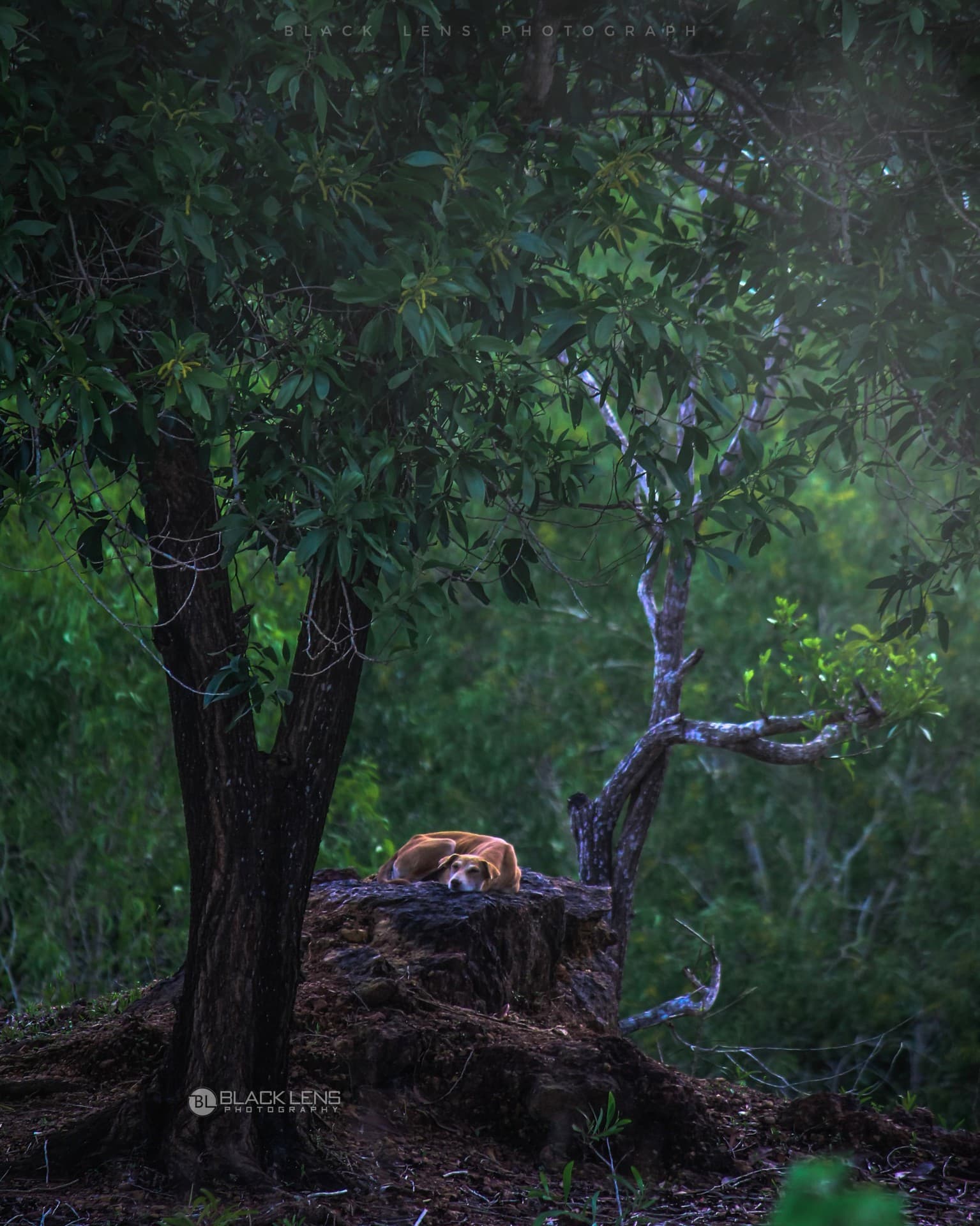moody morning