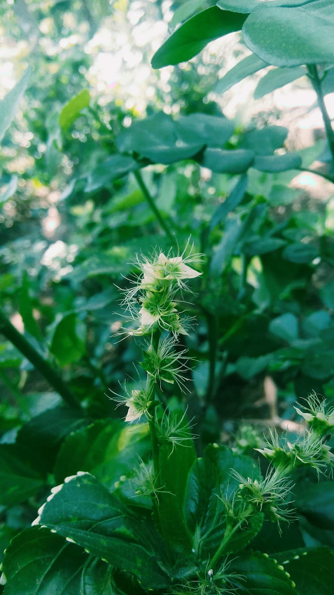 flowers