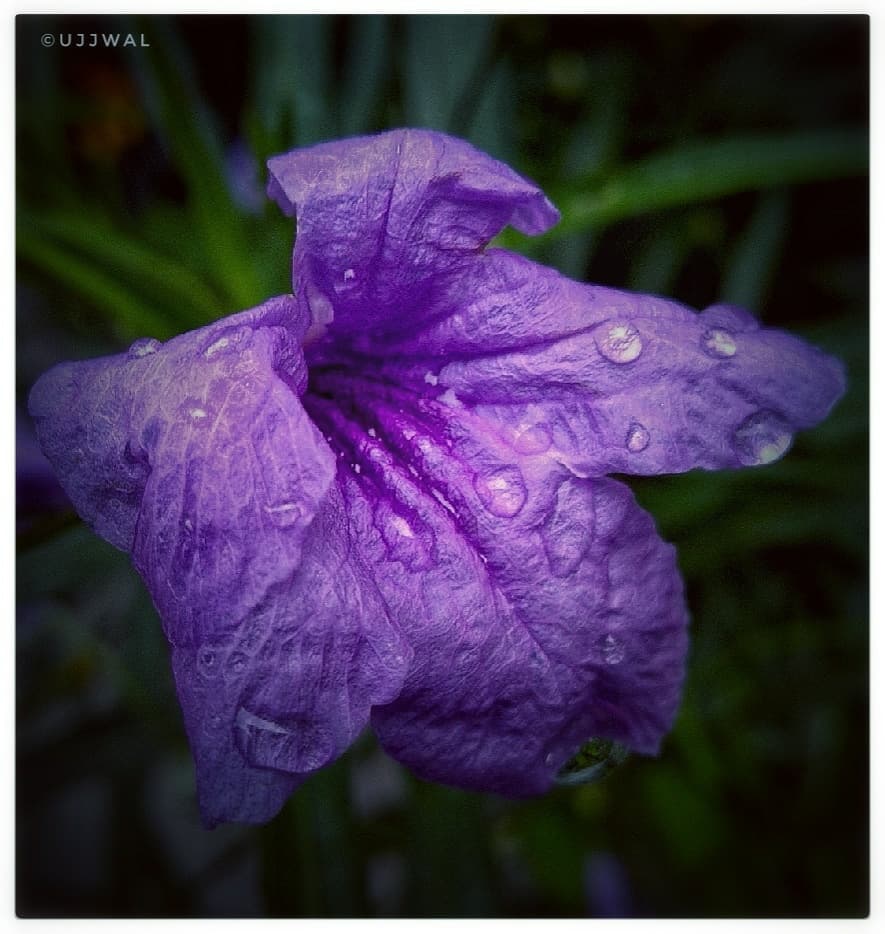 flower