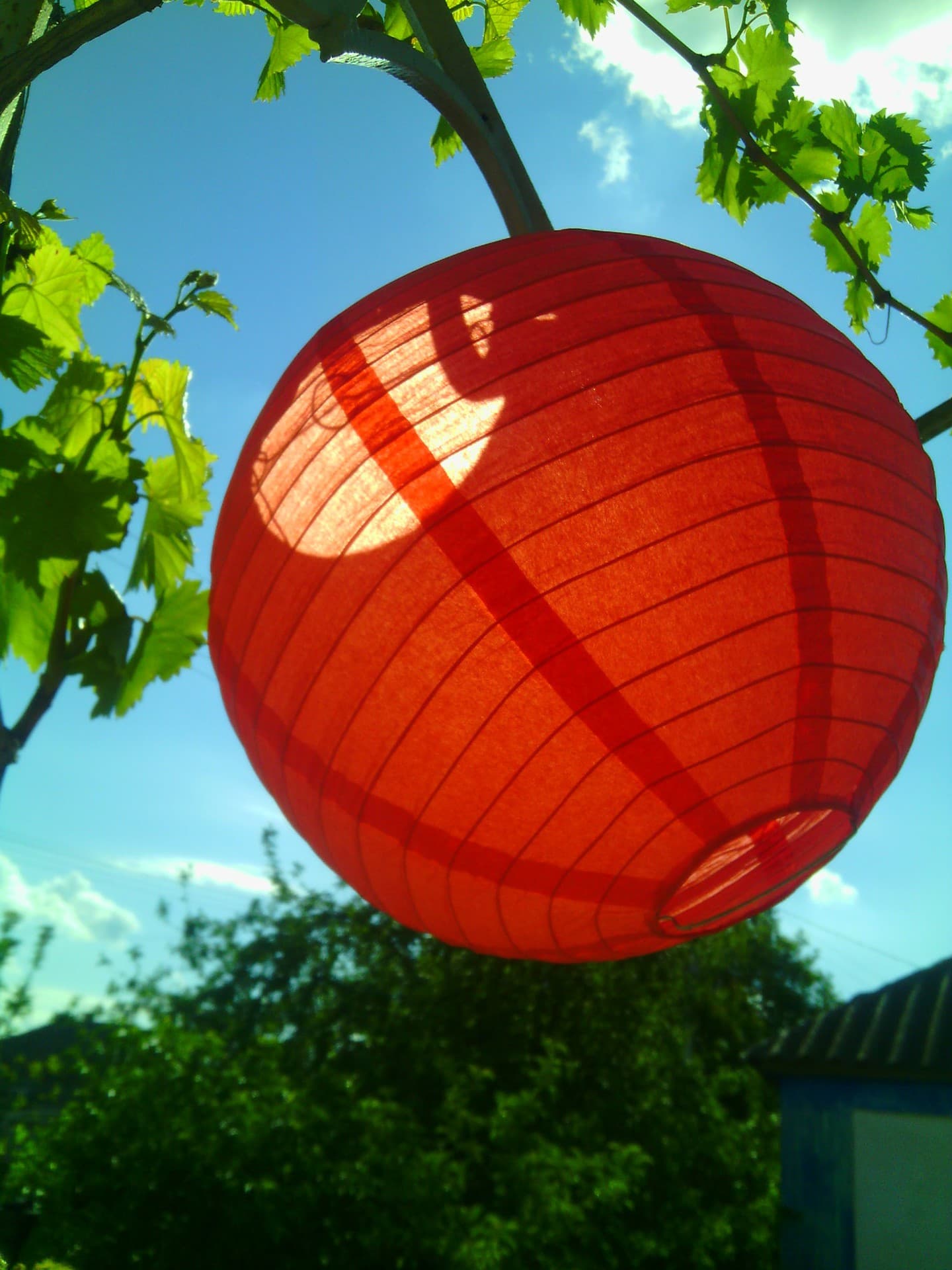 Chinese lantern