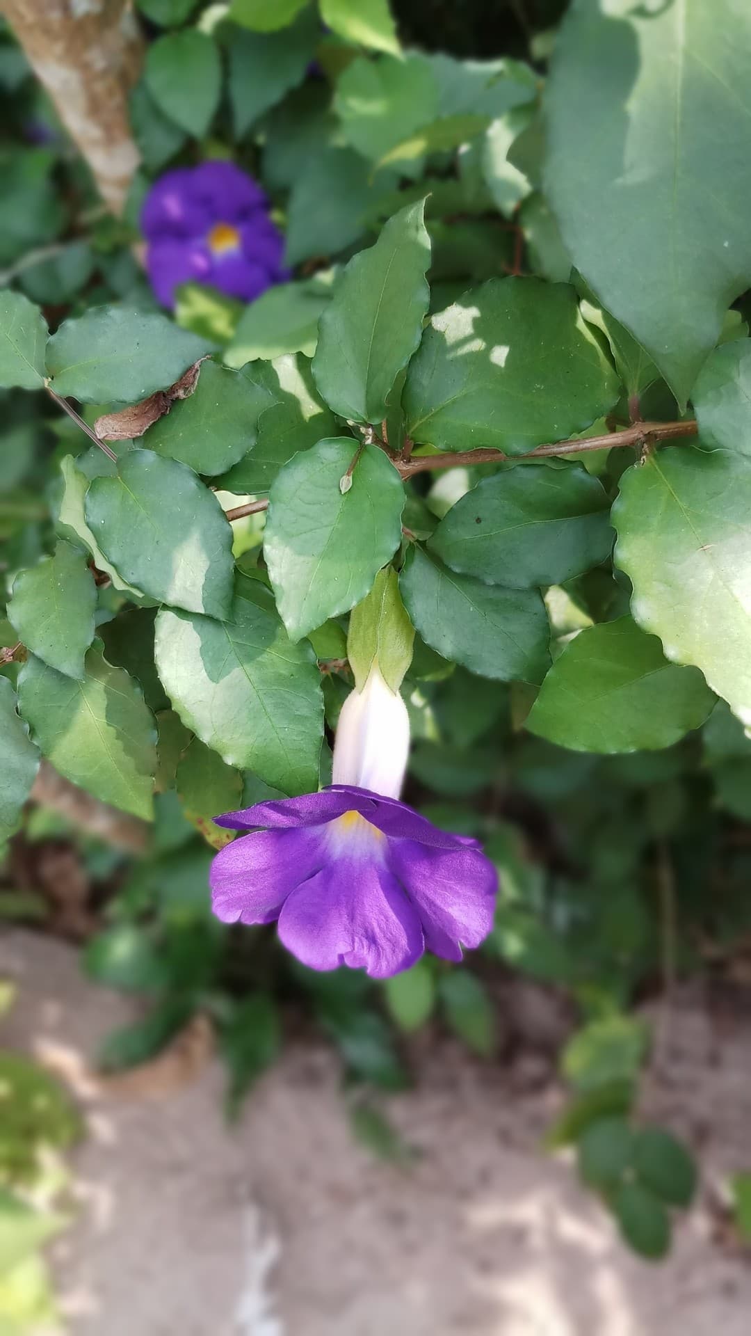 purple flower