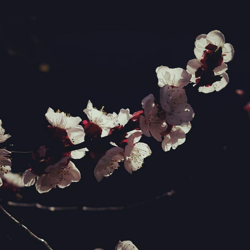 apricot flowers