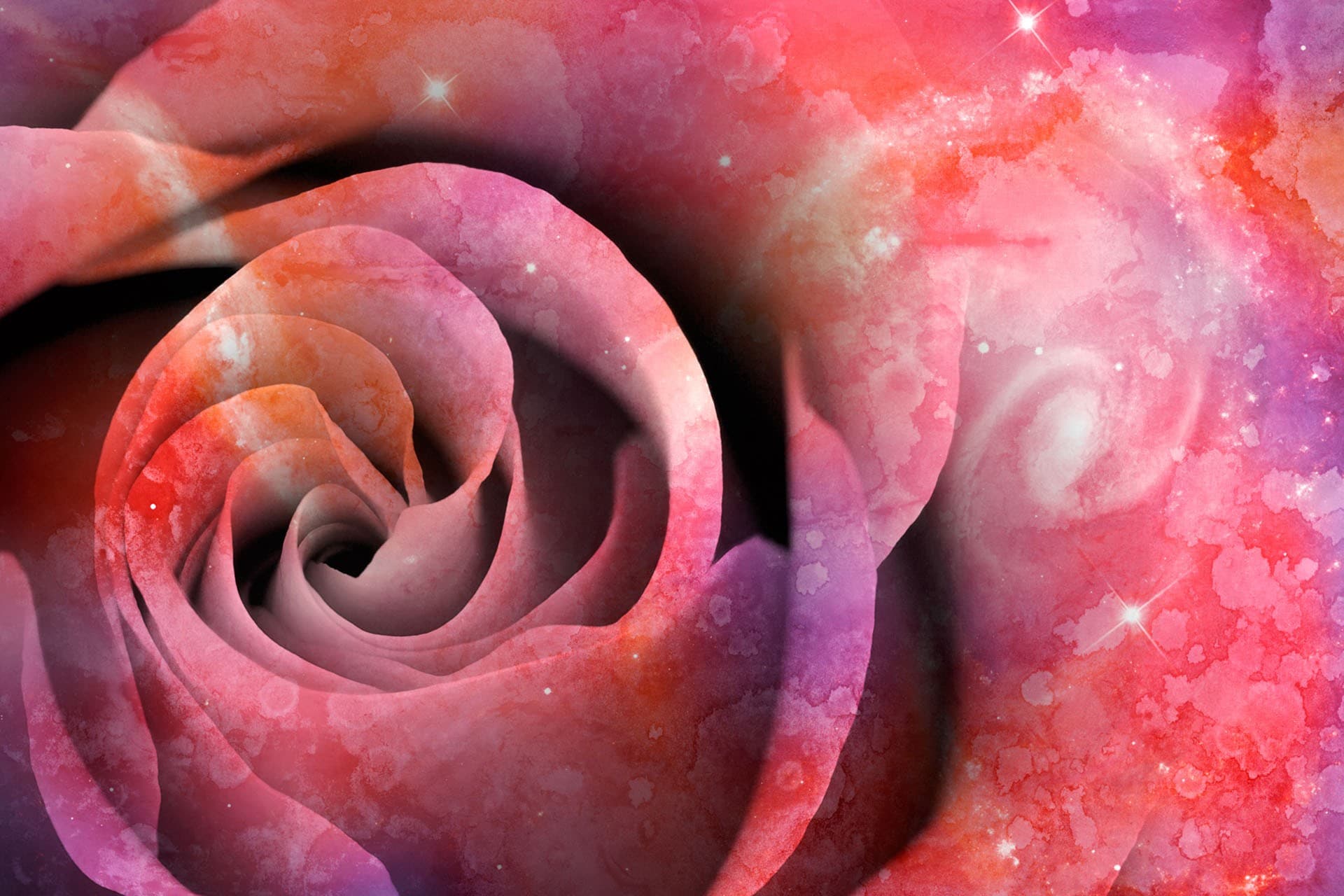 rose