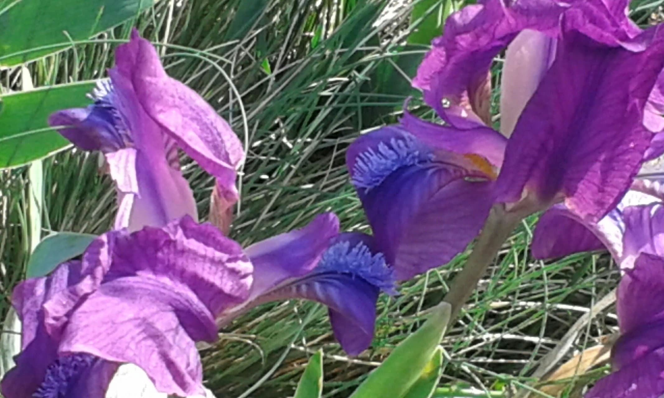 Purple flowers
