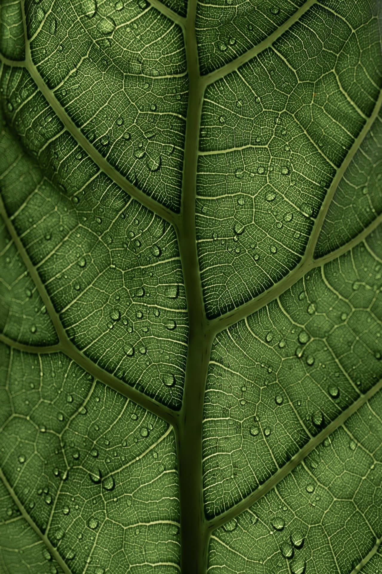 plant