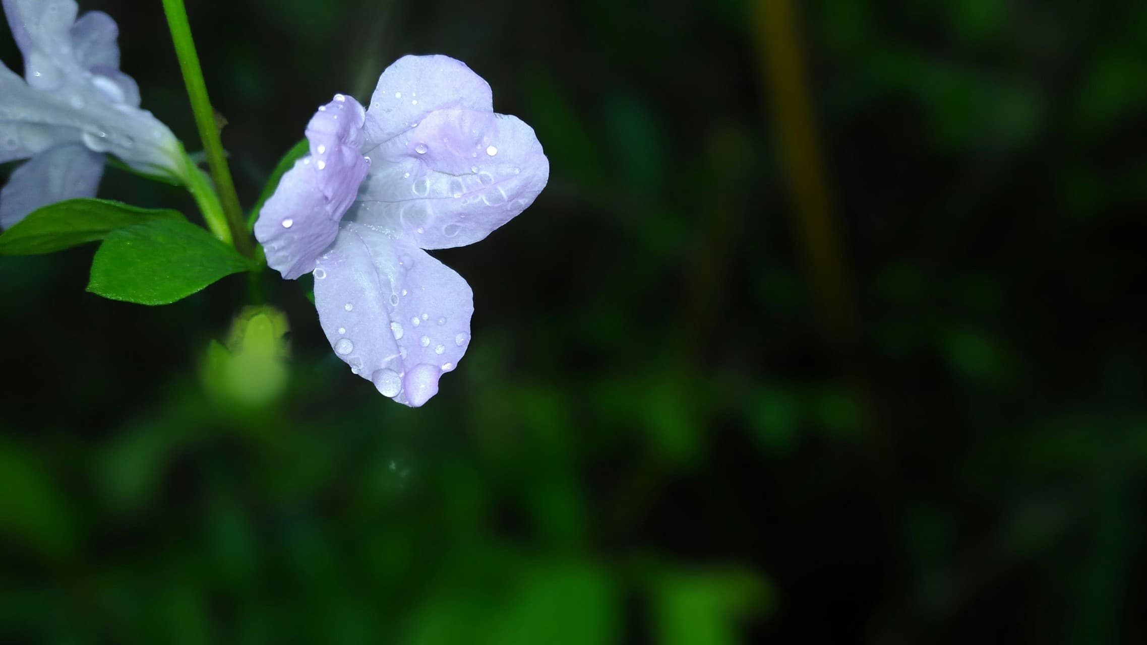 flower