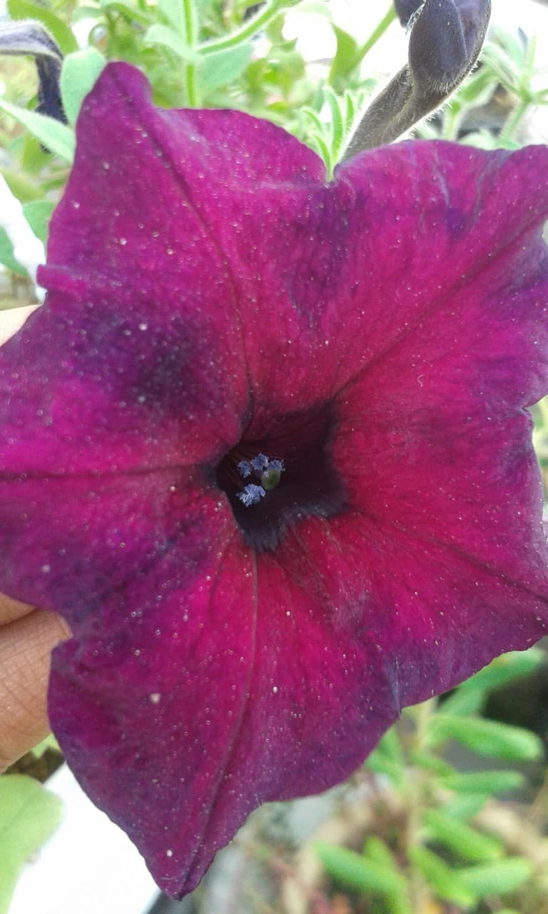 beauty