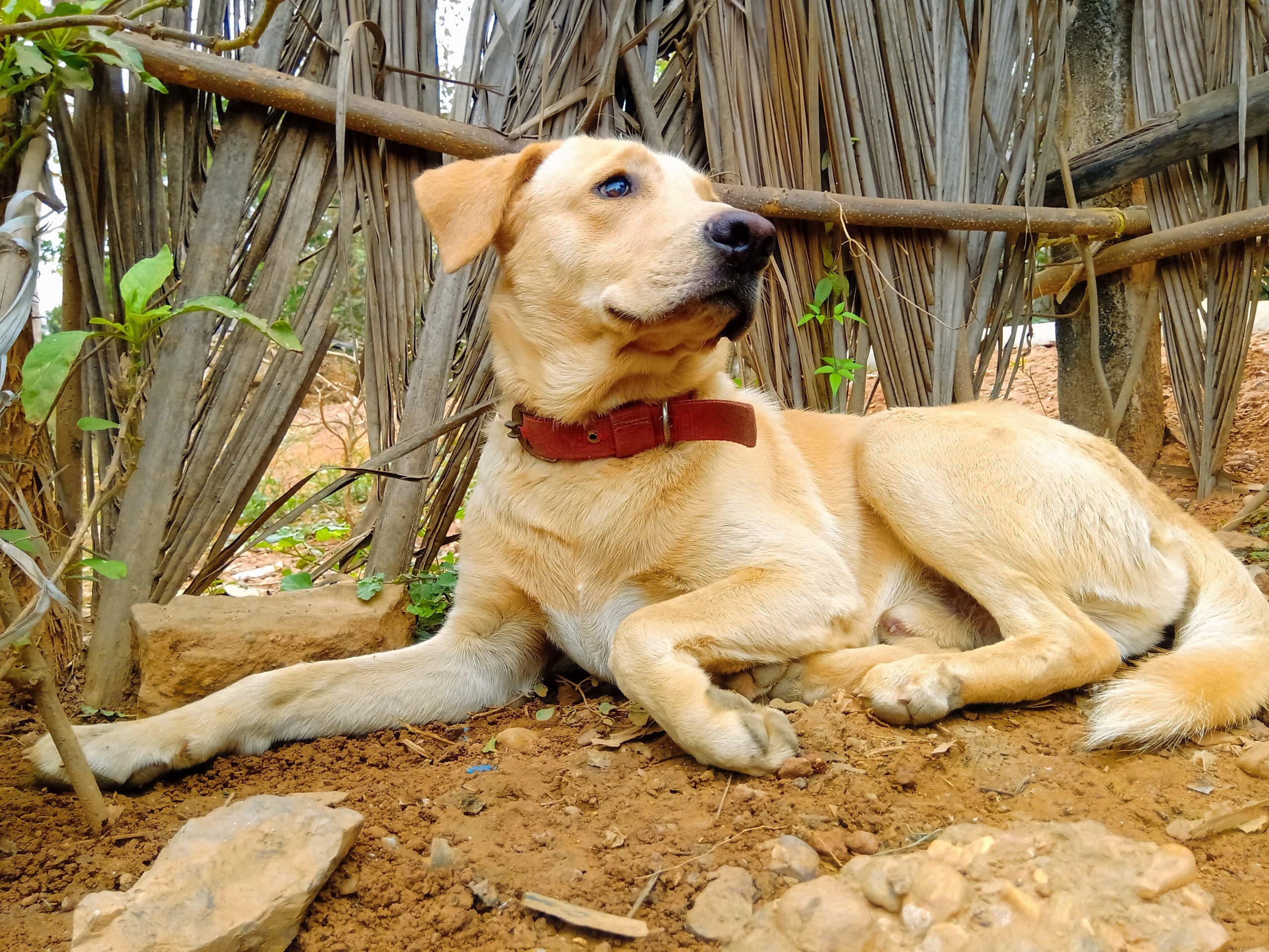 this is my dog