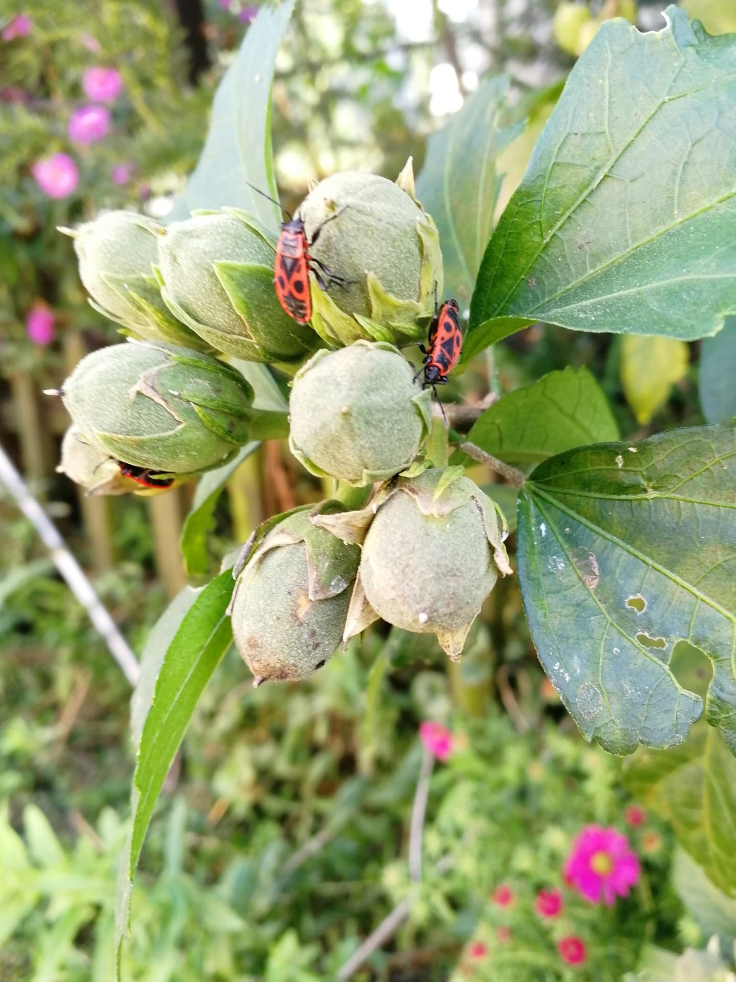 nature