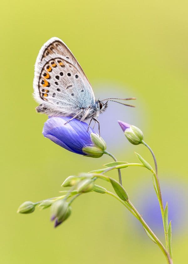 butterfly