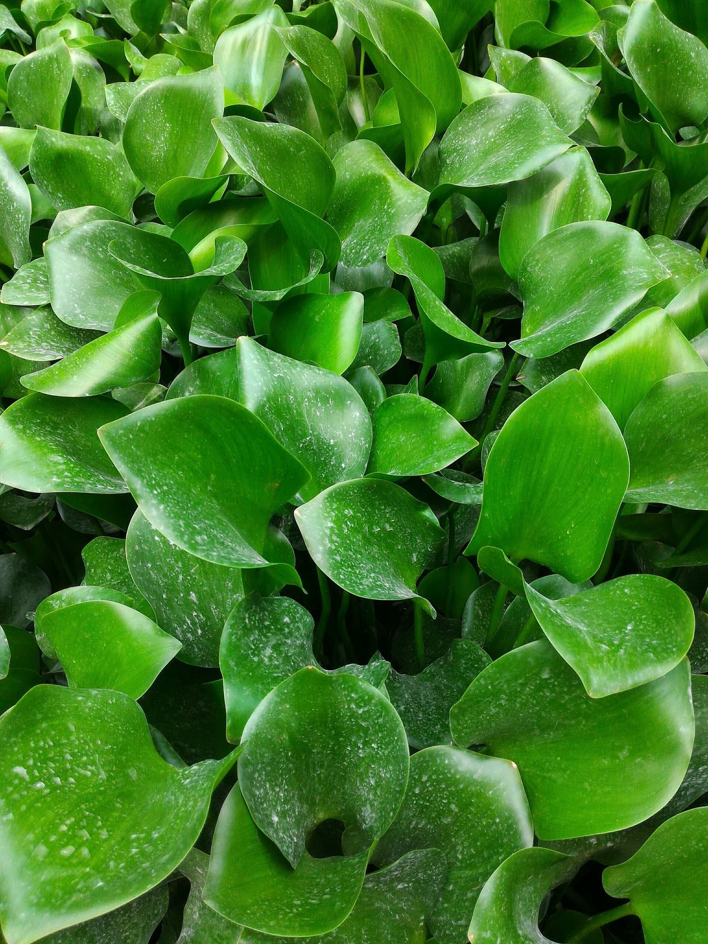 Green.