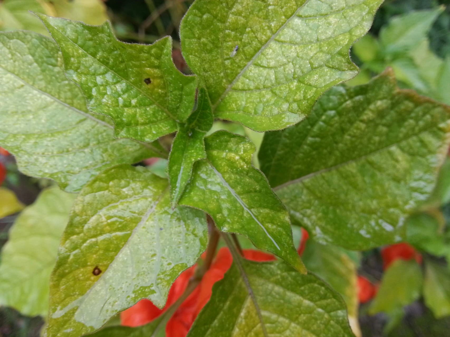 plant