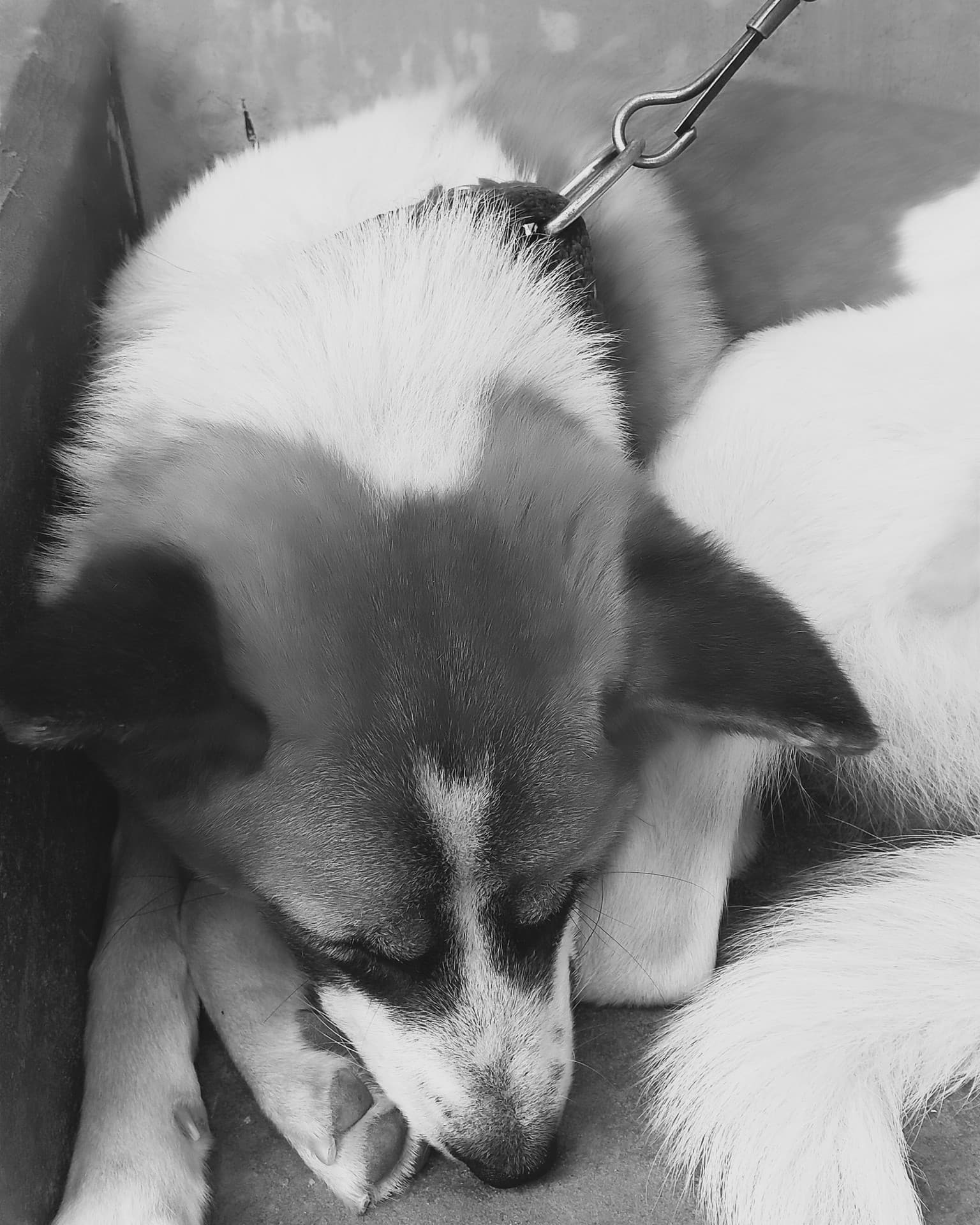 Baby Dog