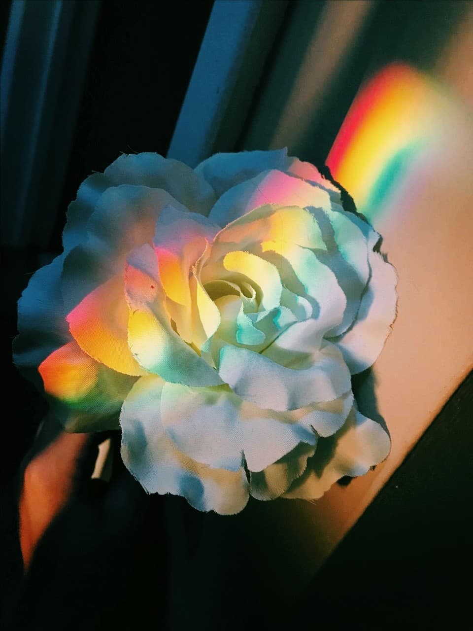 #rose #curcubeu