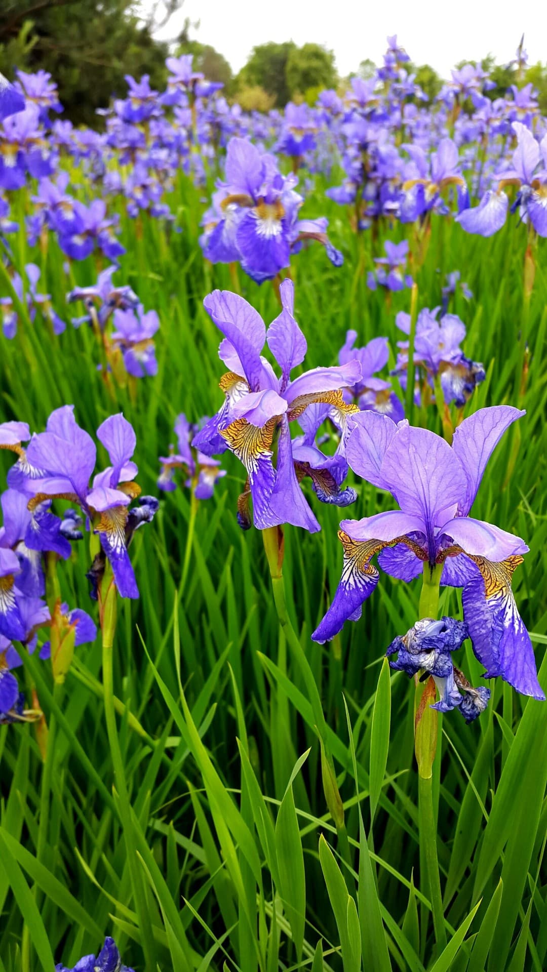 Iris