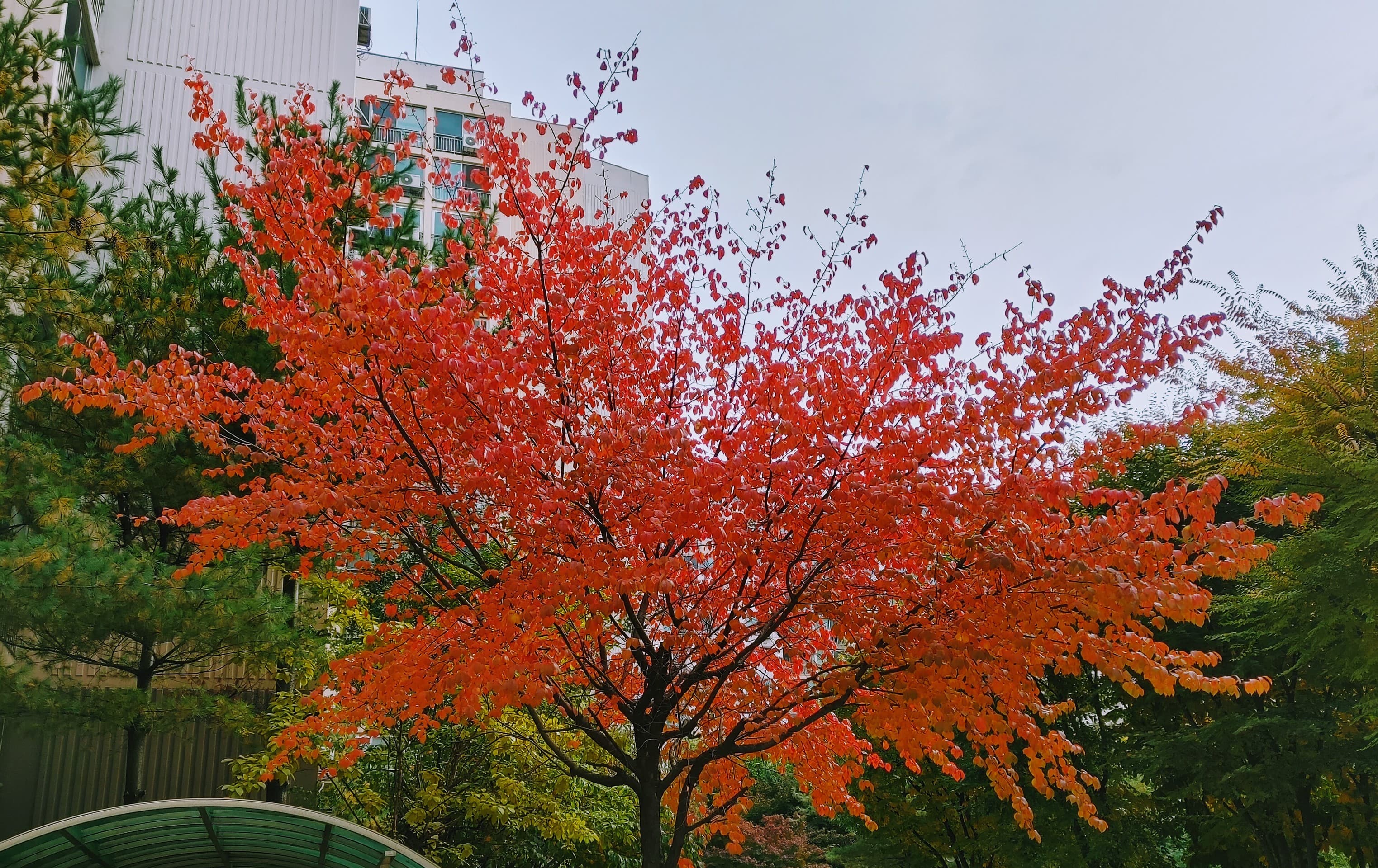 붉은단풍