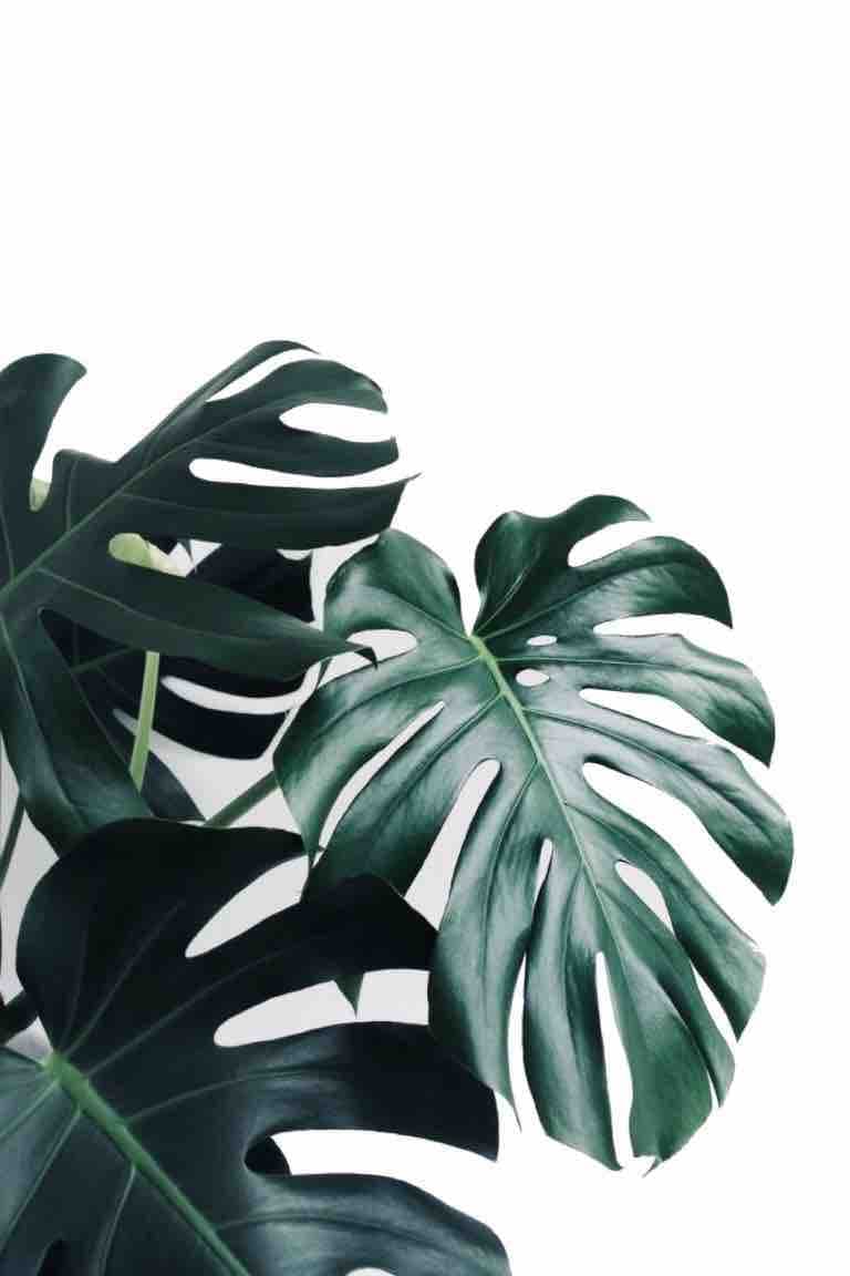 tropical leaves