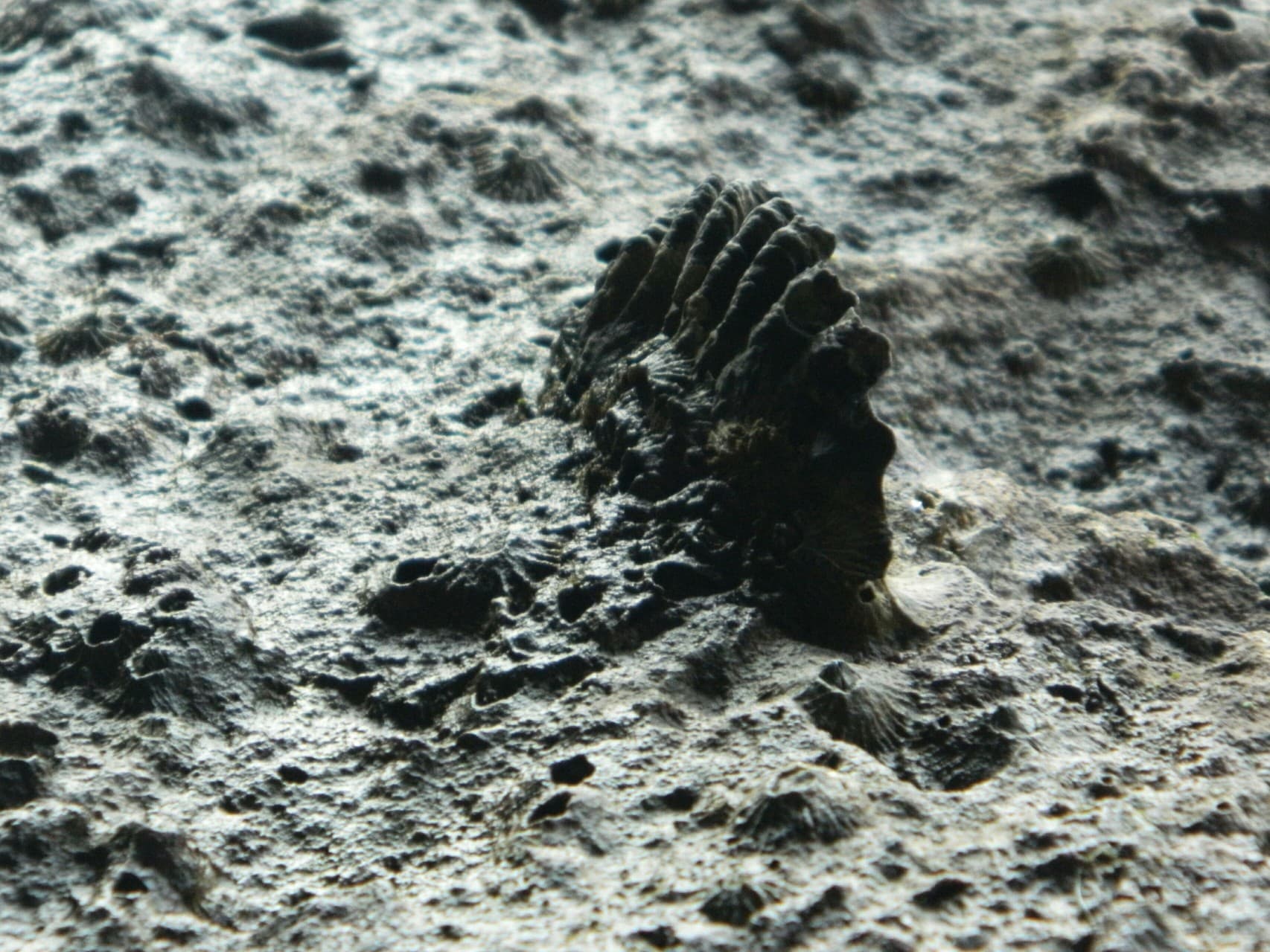 sea shell 1