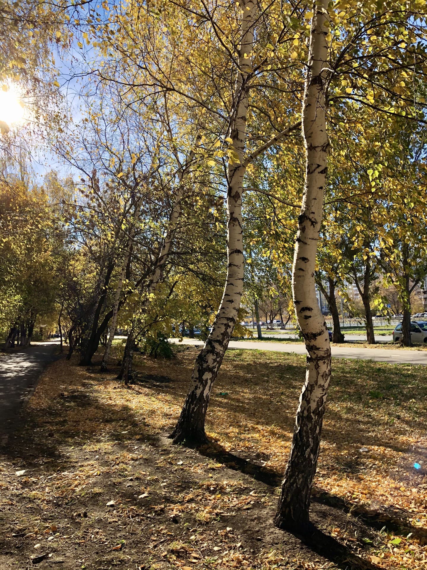Golden birches in the park