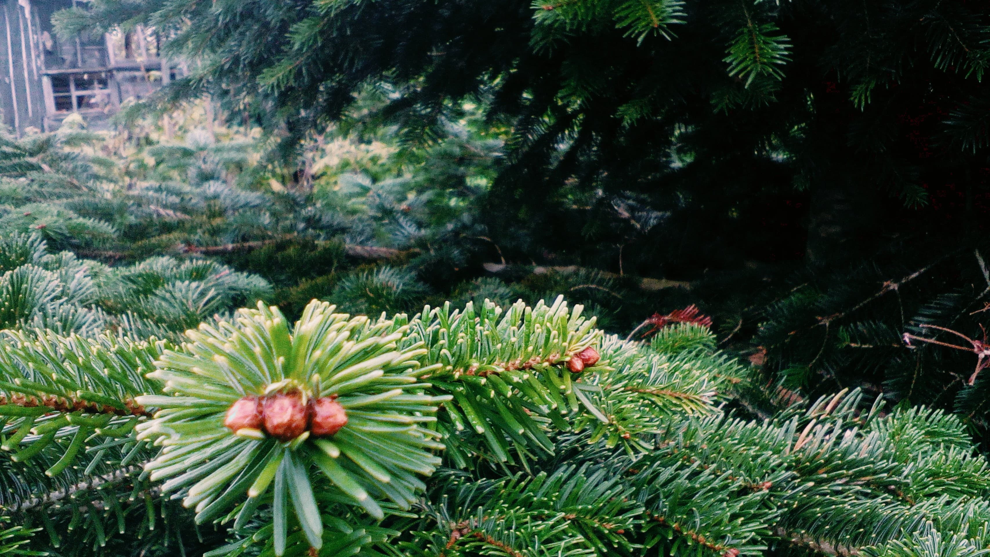 Ель