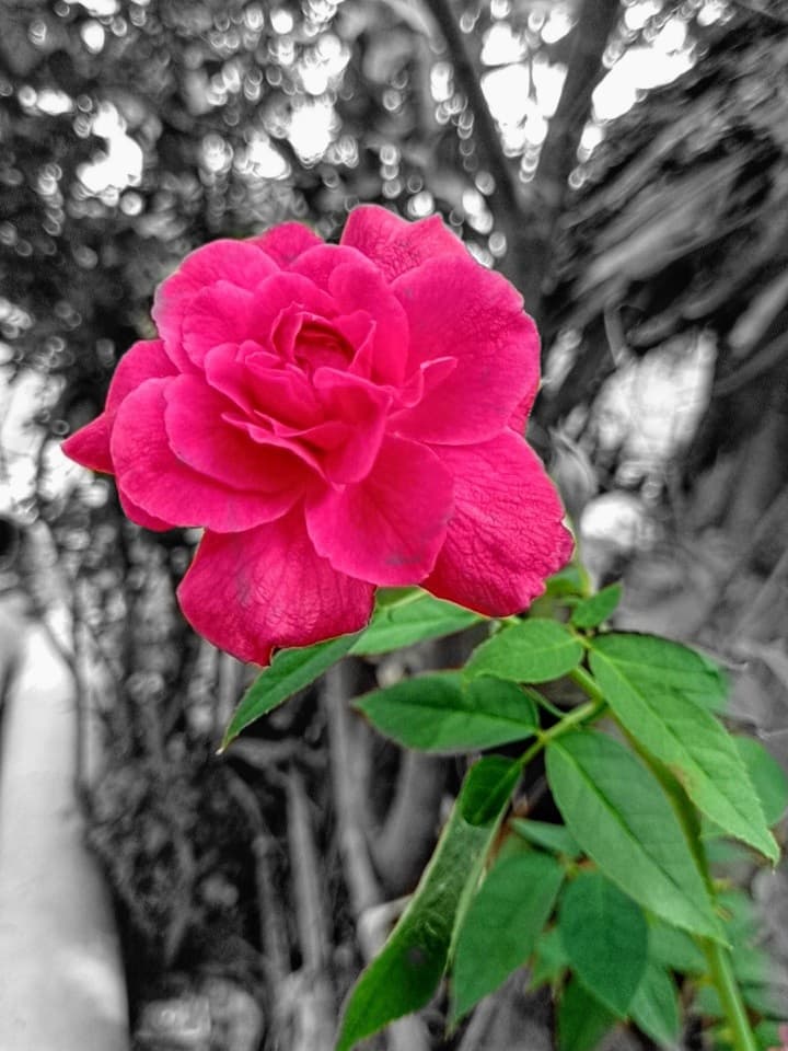 beautiful rose