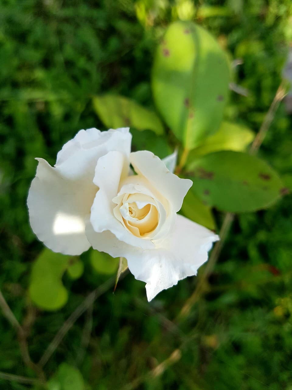 White beauty