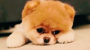 dog#2