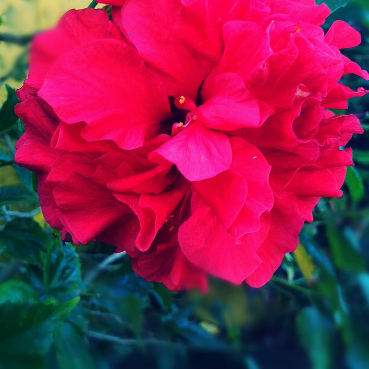 flor