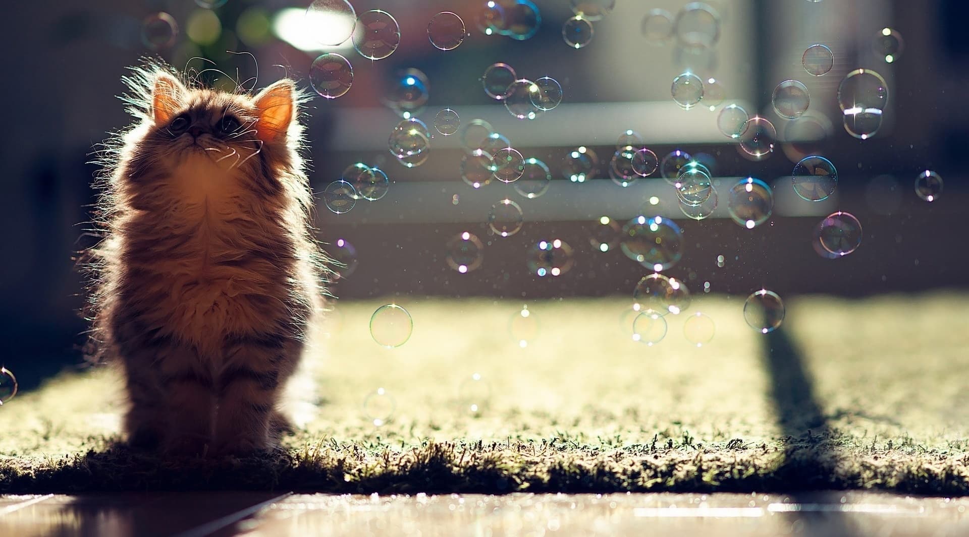 kittenwithbubles