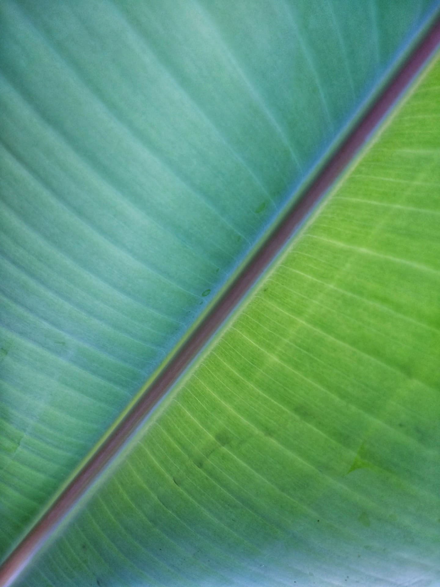 Bananeira