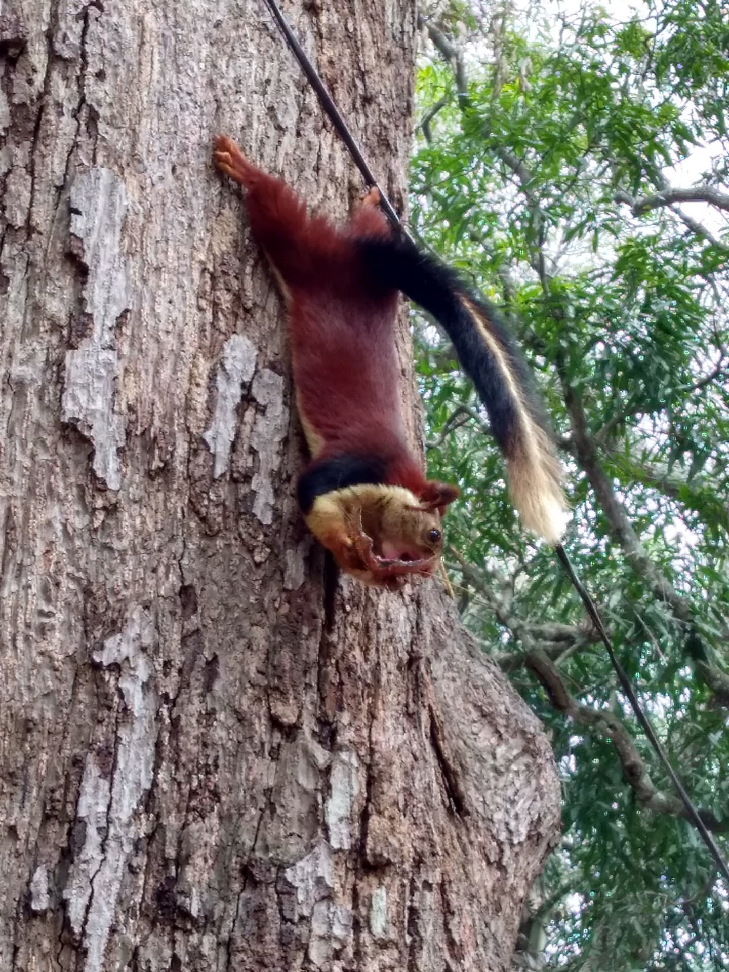 Squirrel