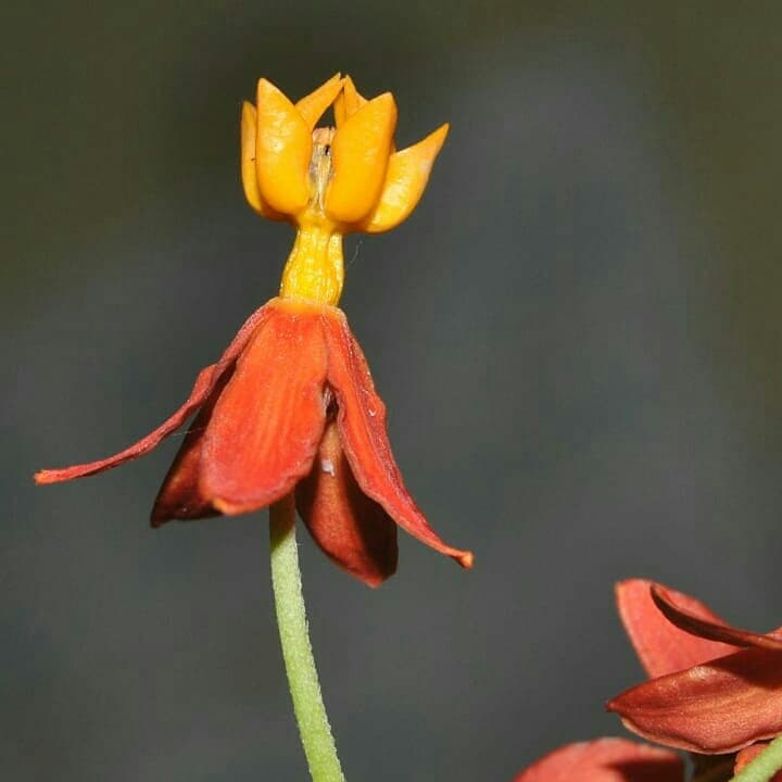 Asclepias Sp.