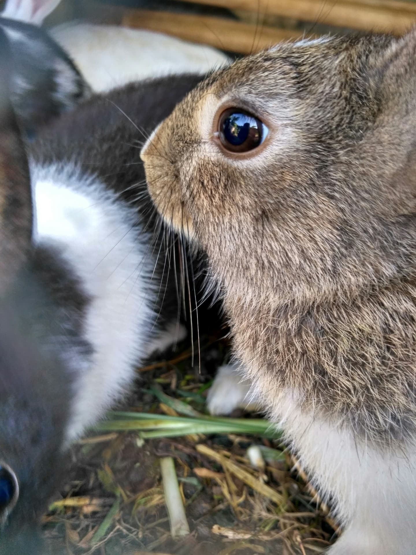 Rabbit