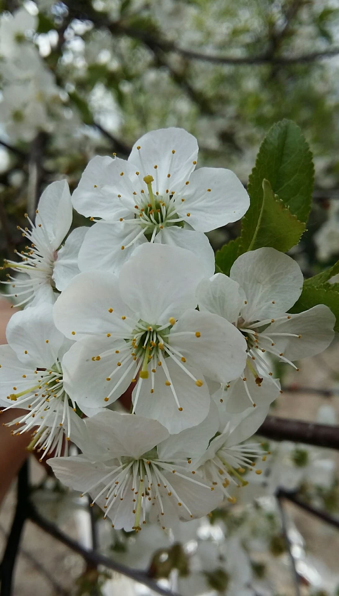 spring