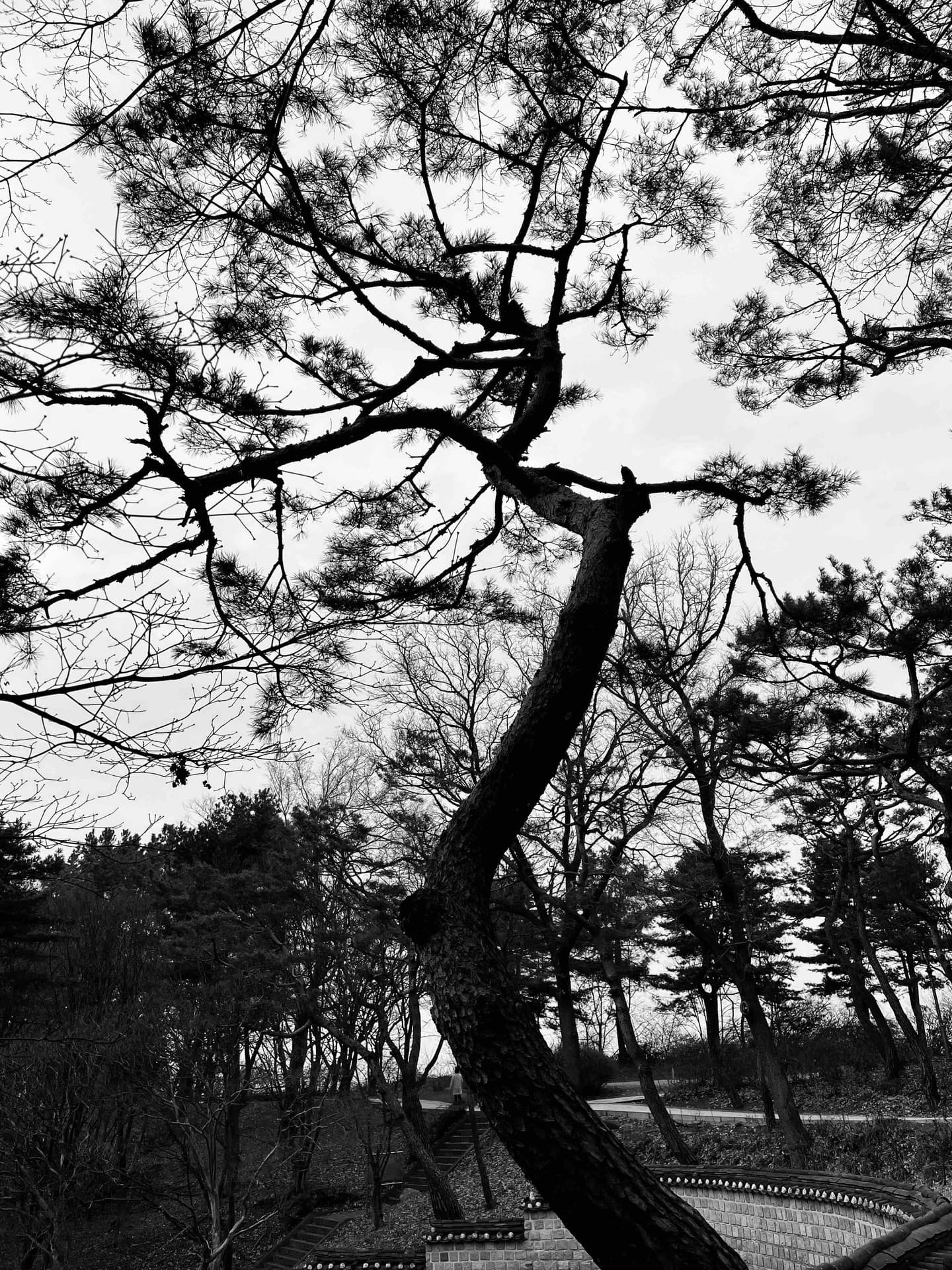 Finetree