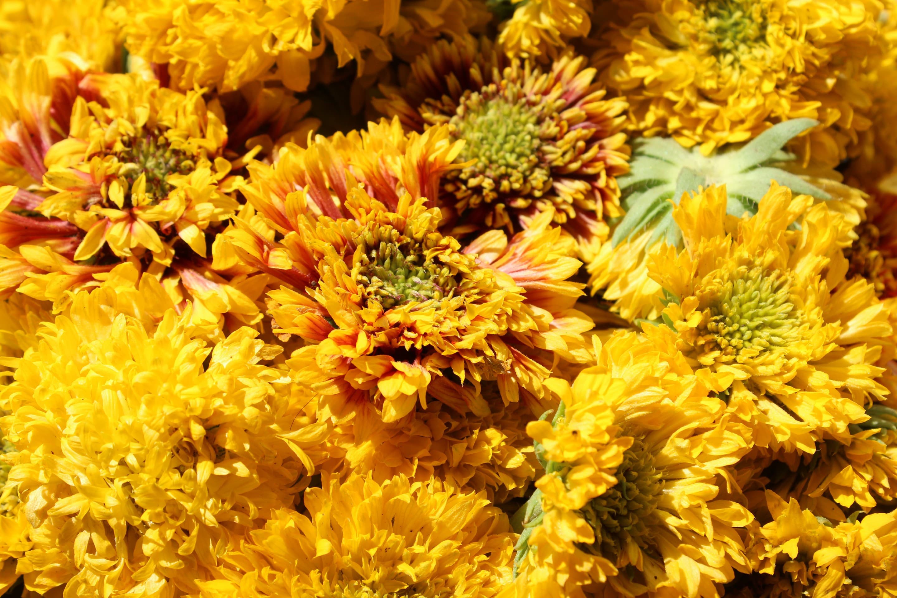 flowers