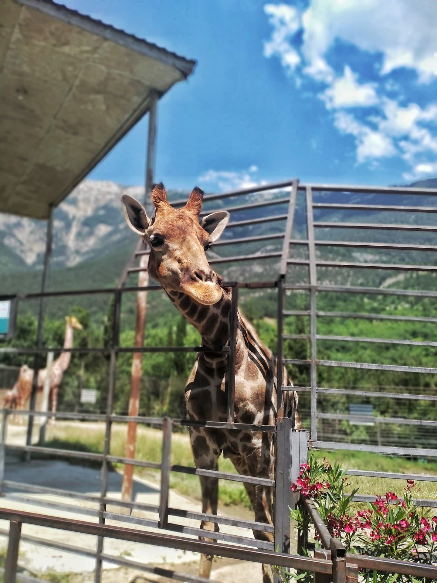 giraffe