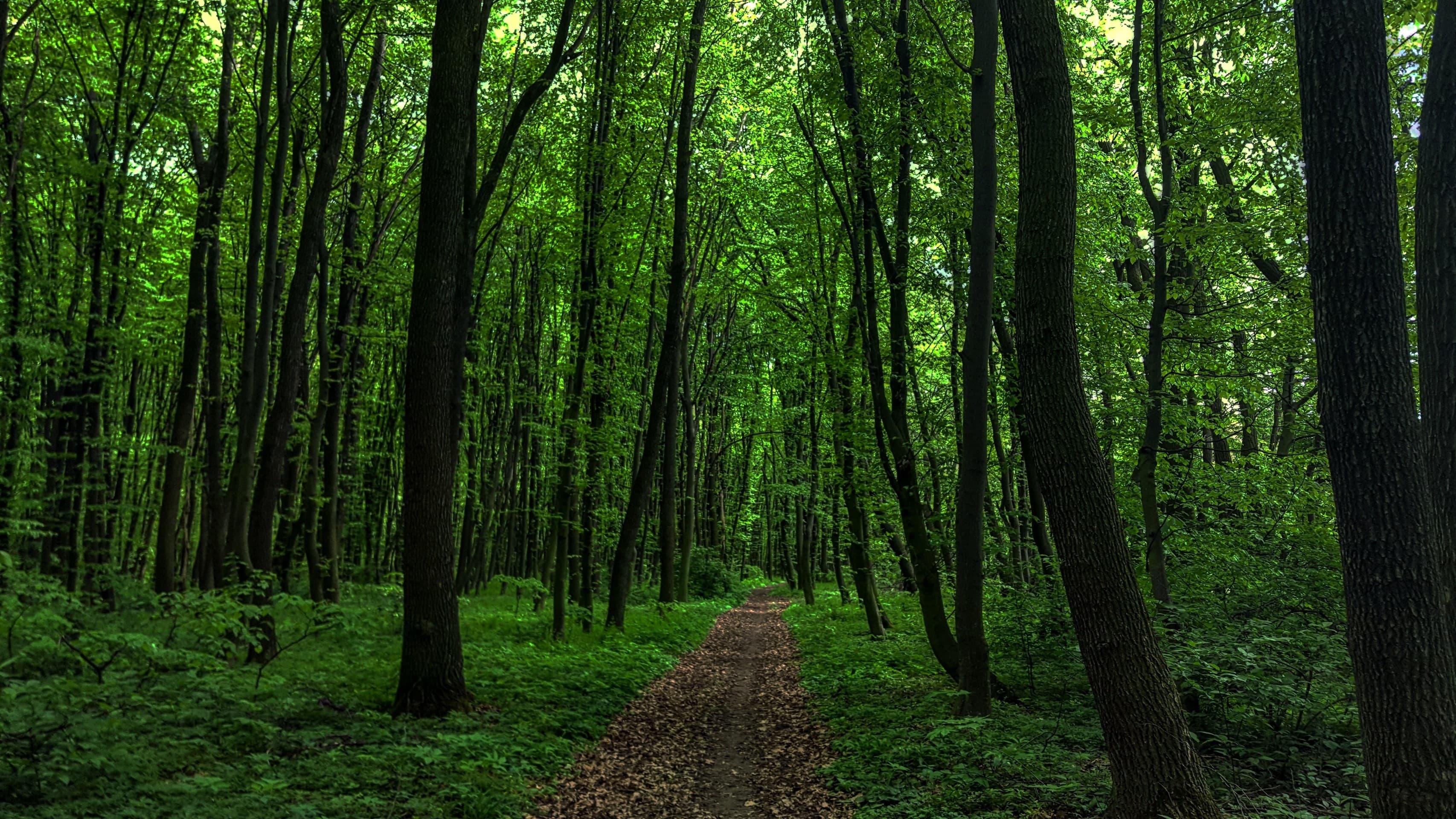 FOREST