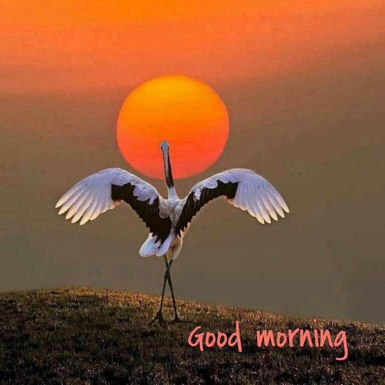 gm.